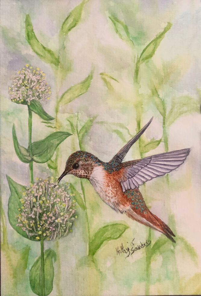 Hummingbird.jpg