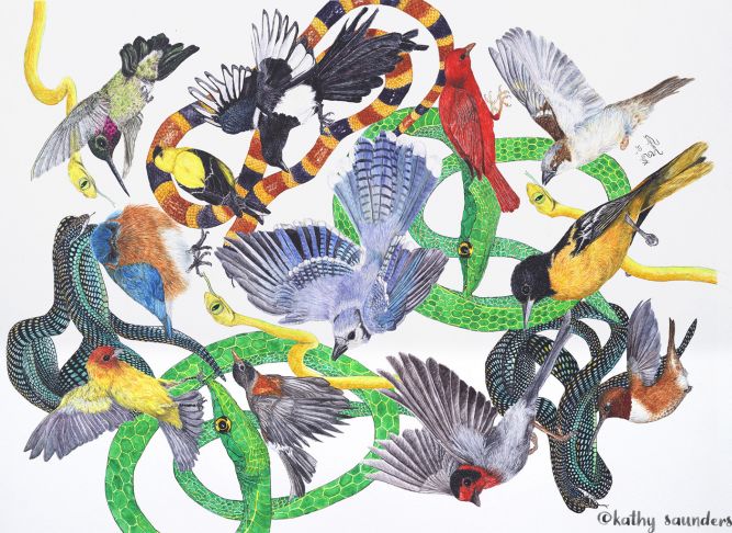 Snakes and Birds