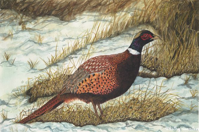 Snow Pheasant